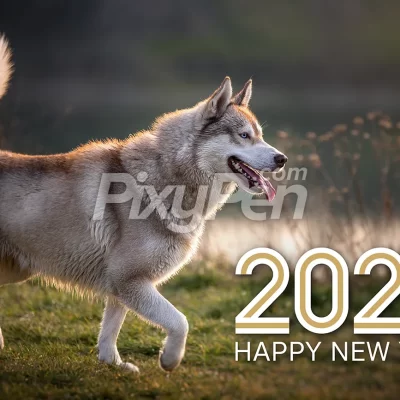happy new year 2023 with dog image Siberian husky breed